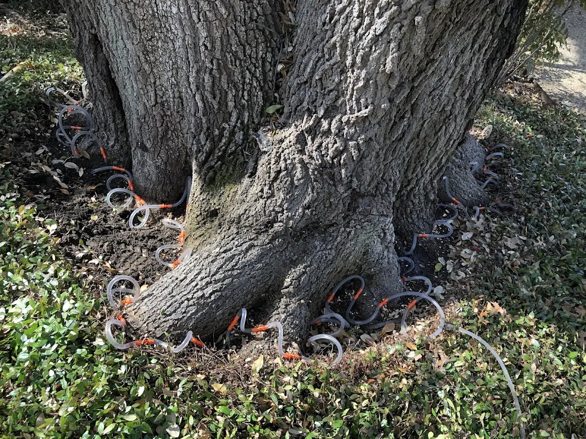 Detailed Tree Cabling and Bracing job site in Benton City