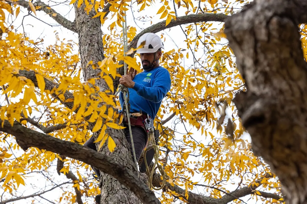 Skilled Tree Pruning crew working in Benton City